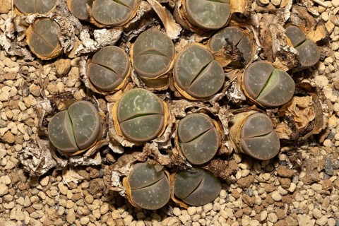 Lithops olivacea, Living Stones, Hottentot Butt, Stellenbosch Botanical Garden, Western Cape, South