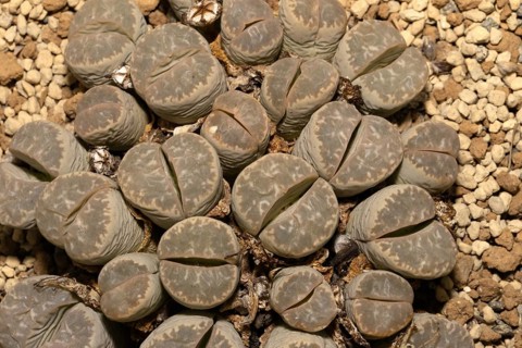 Lithops marmorata, Living Stones, Hottentot Butt, Stellenbosch Botanical Garden, Western Cape,