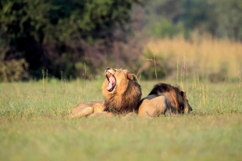 Lion (Panthera leo), male, two brothers, resting, lying, yawning, in the grass, Pilanesberg