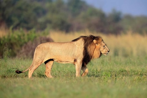 Lion (Panthera leo), adult, male, running, alert, Pilanesberg National Park, North West Province,
