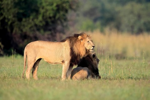 Lion (Panthera leo), male, two brothers, alert, Pilanesberg National Park, North West Province,
