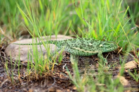 Lappet-faced chameleon (Chamaeleo dilepsis), adult, foraging, on the ground, Pilanesberg National
