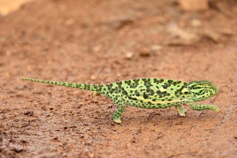 Lappet-faced chameleon (Chamaeleo dilepsis), adult, foraging, on the ground, crossing a track,