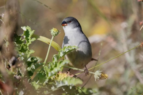 Green Astrild (Coccopygia melanotis), adult, female, on shrub, feeding, seeds, Kirstenbosch