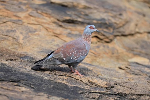 Guinea Pigeon (Columba guinea), Streak-necked Pigeon, adult, on the ground, foraging, Mountain
