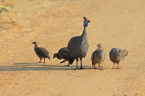 Helmeted guinea fowl (Numida meleagris), group, adult, juveniles, chicks, alert, foraging, on