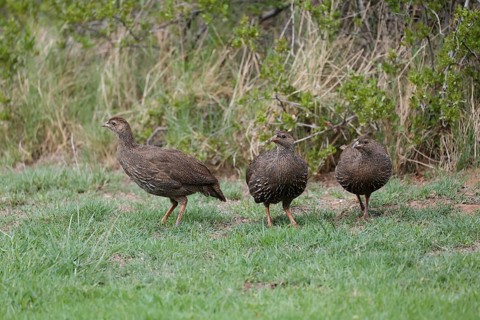 Cape Francolin (Pternistis capensis), adult, group, running, foraging, Karoo Desert Botanic Garden,