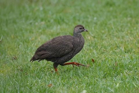 Cape Francolin (Pternistis capensis), adult, running, foraging, Karoo Desert Botanic Garden,
