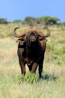 Cape buffalo (Syncerus caffer), adult, foraging, feeding, Mokala National Park, Northern Cape,