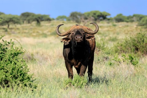 Cape buffalo (Syncerus caffer), adult, foraging, feeding, Mokala National Park, Northern Cape,