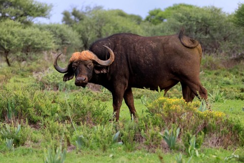 Cape buffalo (Syncerus caffer), adult, foraging, Mokala National Park, Northern Cape, South Africa