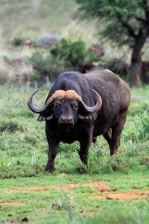 Cape buffalo (Syncerus caffer), adult, foraging, Mokala National Park, Northern Cape, South Africa
