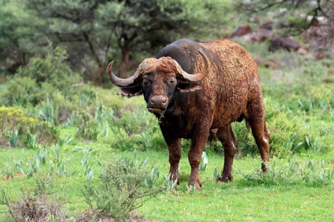 Cape buffalo (Syncerus caffer), adult, feeding, Mokala National Park, Northern Cape, South Africa
