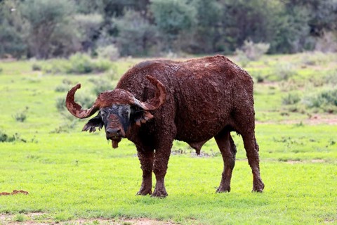 Cape buffalo (Syncerus caffer), adult, foraging, after mud bath, Mokala National Park, Northern
