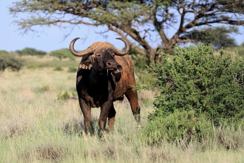 Cape buffalo (Syncerus caffer), adult, foraging, feeding, Mokala National Park, Northern Cape,