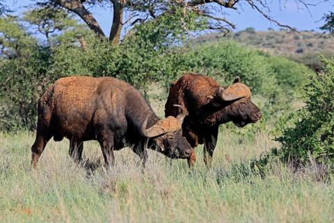 Cape buffalo (Syncerus caffer), adult, social behaviour, two buffalo, Mokala National Park,