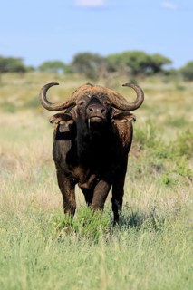 Cape buffalo (Syncerus caffer), adult, foraging, feeding, Mokala National Park, Northern Cape,