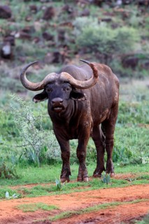 Cape buffalo (Syncerus caffer), adult, foraging, Mokala National Park, Northern Cape, South Africa