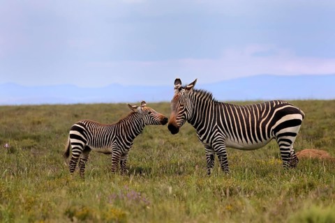 Cape Mountain Zebra (Equus zebra), adult, female, mother, juvenile, social behaviour, Mountain