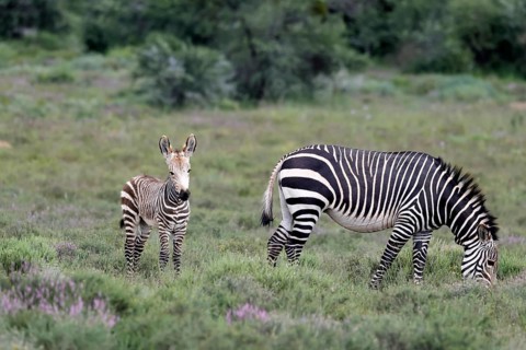 Cape Mountain Zebra (Equus zebra), adult, female, mother, juvenile, alert, feeding, Mountain Zebra
