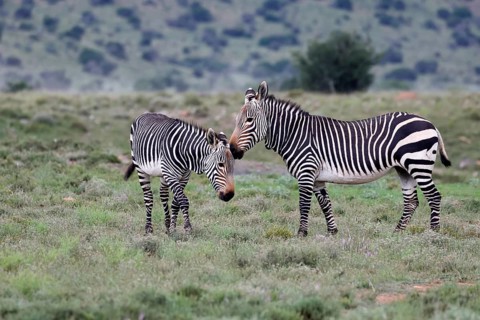 Cape Mountain Zebra (Equus zebra), adult, two, social behaviour, Mountain Zebra National Park,