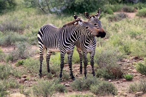 Cape Mountain Zebra (Equus zebra), half-grown juveniles, two, vigilant, social behaviour, Mountain