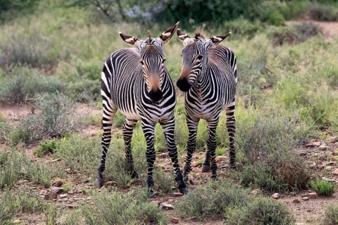 Cape Mountain Zebra (Equus zebra), half-grown young, two, alert, Mountain Zebra National Park,
