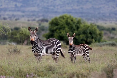 Cape Mountain Zebra (Equus zebra), adult, female, mother, young, alert, Mountain Zebra National