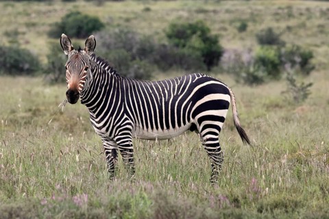 Cape Mountain Zebra (Equus zebra), adult, alert, feeding, Mountain Zebra National Park, Eastern