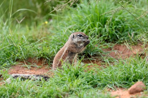 Cape bristle-thighed squirrel (Xerus inauris), adult, standing upright, feeding, Mountain Zebra