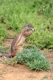 Cape bristle-thighed squirrel (Xerus inauris), adult, standing upright, feeding, Mountain Zebra