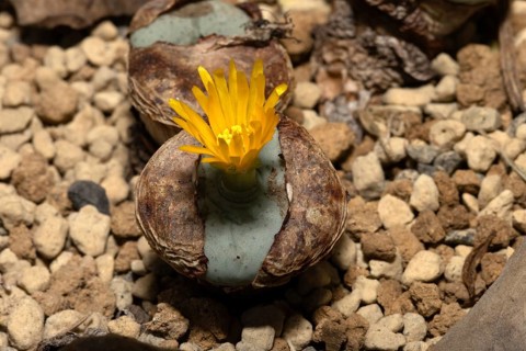 Conophytum flavum, living stones, blooming, flowers, Stellenbosch Botanical Garden, Western Cape,