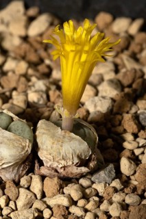 Conophytum flavum, living stones, blooming, flowers, Stellenbosch Botanical Garden, Western Cape,