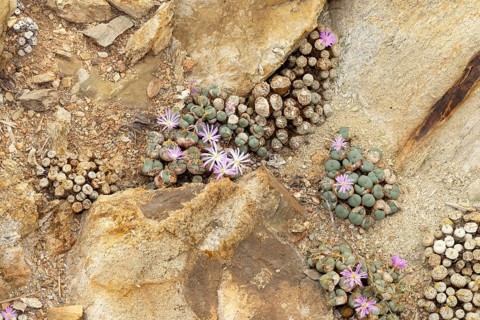 Conophytum obscurum, living stones, blooming, flowers, Stellenbosch Botanic Garden, Western Cape,