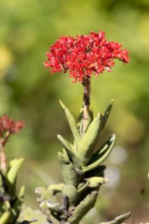 Crassula perforata, jade plant, blooming, Kirstenbosch Botanic Garden, Cape Town, South Africa