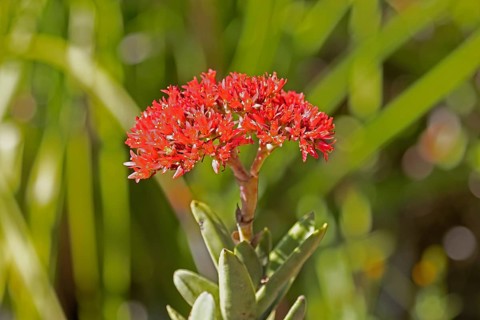 Crassula perforata, jade plant, blooming, Kirstenbosch Botanic Garden, Cape Town, South Africa