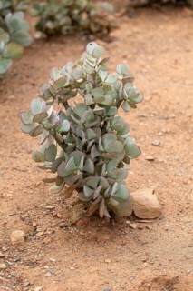 Crassula arborescens, succulent plant species, thick-leaf family, Karoo Desert Botanic Garden,