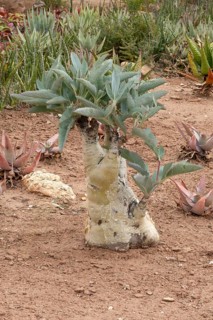 Cyphostemma juttae, wild grape, tree grape, leafy, plant, succulent, Karoo Desert Botanic Garden,