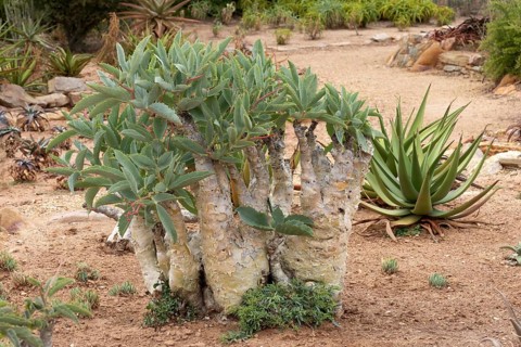 Cyphostemma juttae, wild grape, tree grape, leafy, plant, succulent, Karoo Desert Botanic Garden,