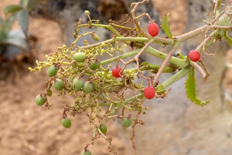 Cyphostemma juttae, wild grape, tree grape, fruit, plant, succulent, Karoo Desert Botanic Garden,