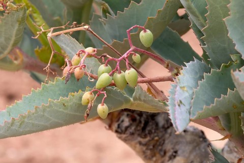 Cyphostemma juttae, wild grape, tree grape, leafy, fruit, plant, succulent, Karoo Desert Botanic