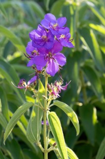 Dissotis princeps, bluehead, flower, Kirstenbosch Botanic Garden, Cape Town, South Africa
