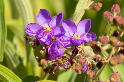 Dissotis princeps, bluehead, flower, Kirstenbosch Botanic Garden, Cape Town, South Africa