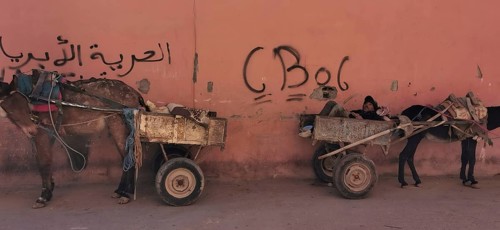 Two donkeys (asinus) with carts in which a person is resting stand in front of a wall decorated