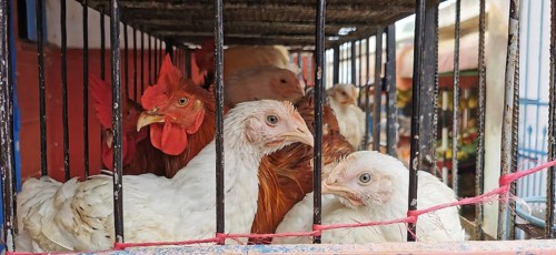 Various chickens (gallus gallus domesticus) crowded together in a cage on display at a market, Sidi