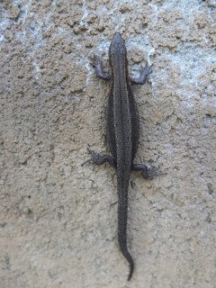 Forest lizard (zootoca vivipara) clinging to a sand-coloured wall, Czech Republic