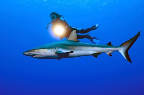 Underwater photo Diver swimming next to illuminated with underwater lamp large Grey reef shark