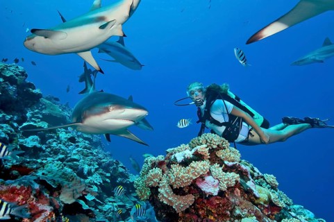 Underwater photo Diver being surrounded by large reef sharks (Carcharhinus) while scuba diving,