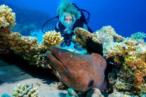 Underwater photo female scuba diver looking at large brown moray eel (Gymnothorax javanicus) coming