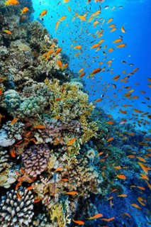 Underwater photo fish-rich colourful vibrant coral reef of stony corals (Scleractinia) hard corals